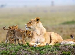 Exceptional Safaris