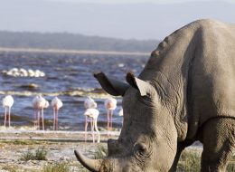 Exceptional Safaris