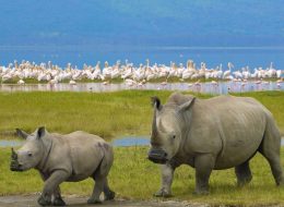 Exceptional Safaris