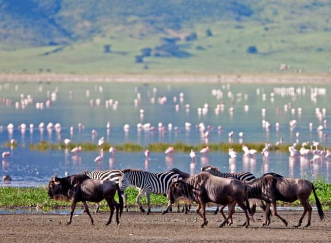 Exceptional Safaris