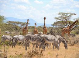 Exceptional Safaris