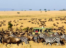 Exceptional Safaris